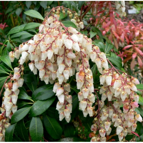 pieris japonica plants